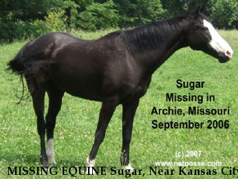MISSING EQUINE Sugar, Near Kansas City, KS, 64137